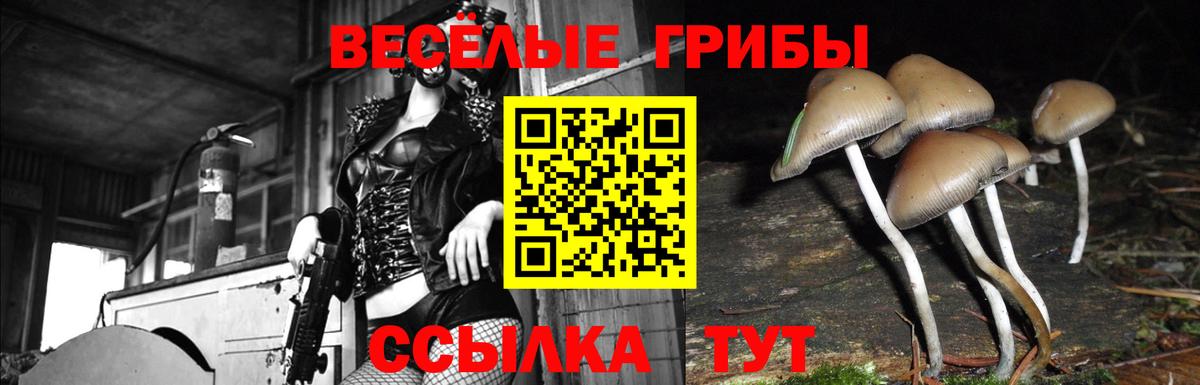 Энгельс  Галлюциногенные грибы мицелий  Псилоцибиновые грибы Psilocybe  Вход с VPN 
